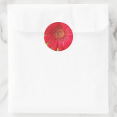 Gerber Daisy Sticker (Tas)