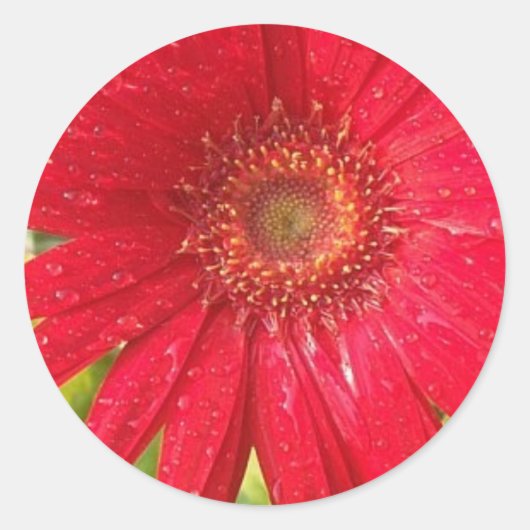 Gerber Daisy Sticker (Voorkant)