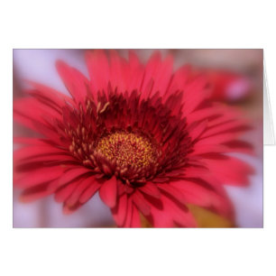Gerber-Margriet