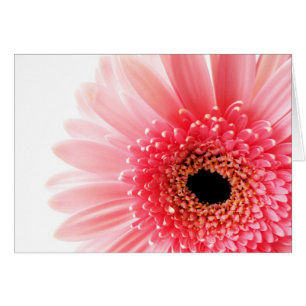 Gerbera