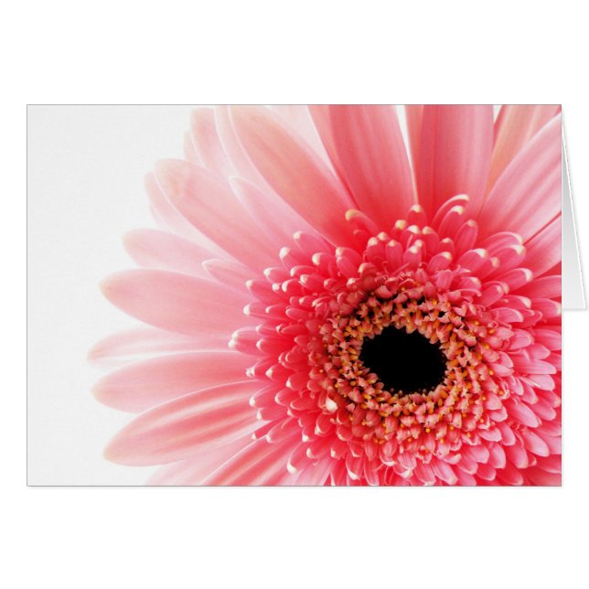 Gerbera (Devant horizontal)