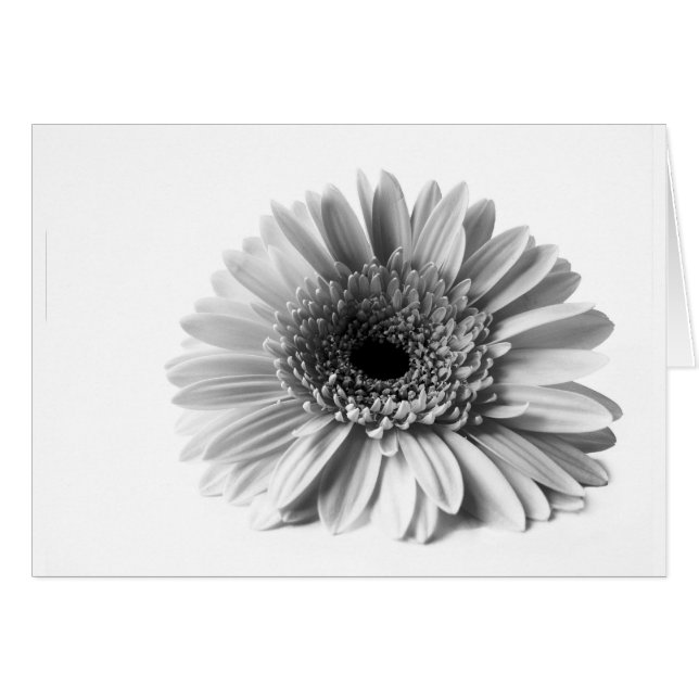 Gerbera (Devant horizontal)