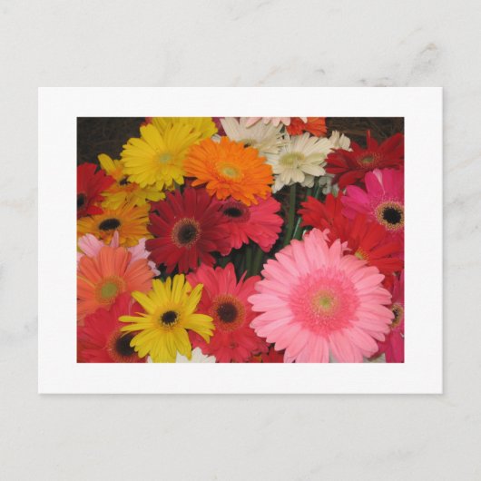 Gerbera bloemen briefkaart (Voorkant)