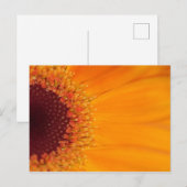 Gerbera Briefkaart (Voorkant / Achterkant)