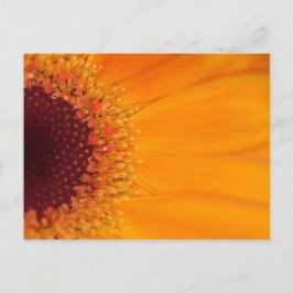 Gerbera Briefkaart