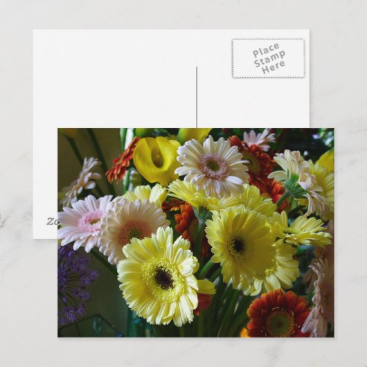 Gerbera Briefkaart (Voorkant / Achterkant)