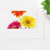 Gerbera Daisies (Bureau)