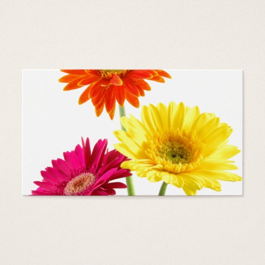 Gerbera Daisies (Devant)