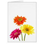 Gerbera Daisies (Devant)