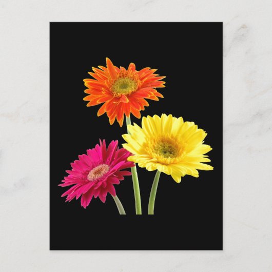 Gerbera Daisies Briefkaart (Voorkant)