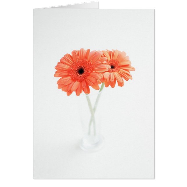 Gerbera Daisies, Orange (Devant)