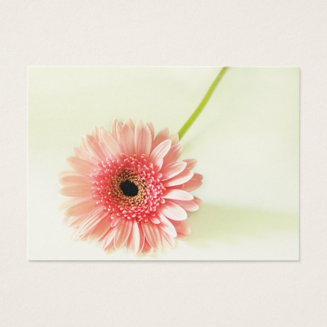 Gerbera Daisy (Devant)