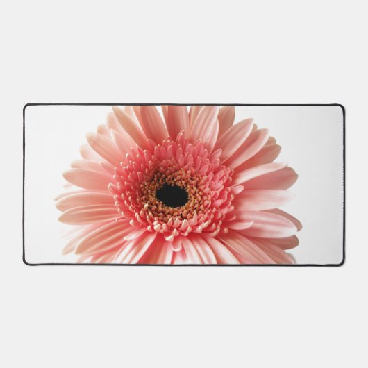 Gerbera Daisy (Recto)