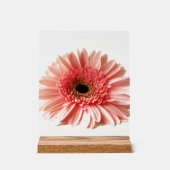 Gerbera Daisy (Recto)