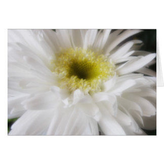 Gerbera Daisy 13