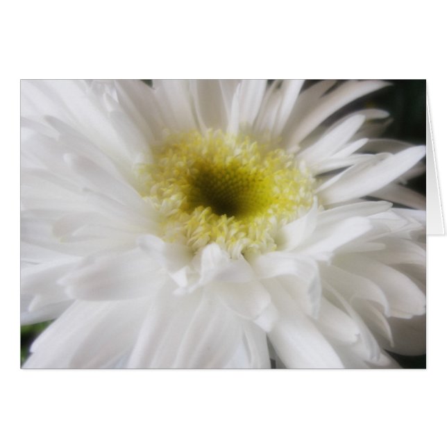 Gerbera Daisy 13 (Voorkant Horizontaal)