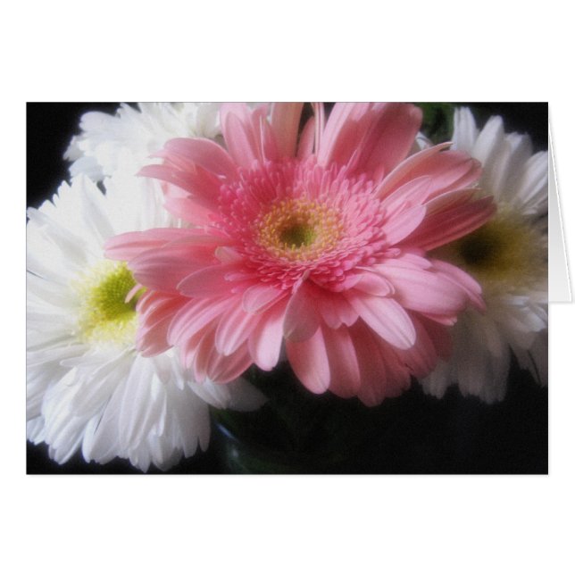 Gerbera Daisy 6 (Devant horizontal)
