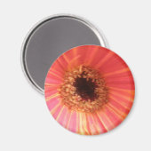 Gerbera Daisy Aimant Fleur (Recto/Verso)