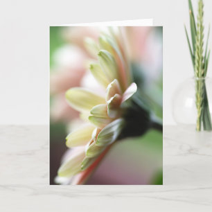 Gerbera Daisy Birthday Card Kaart