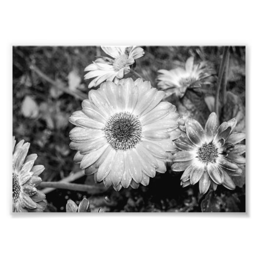 Gerbera Daisy Black & White Photography Foto Afdruk (Voorkant)