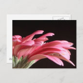 gerbera daisy briefkaart (Voorkant / Achterkant)