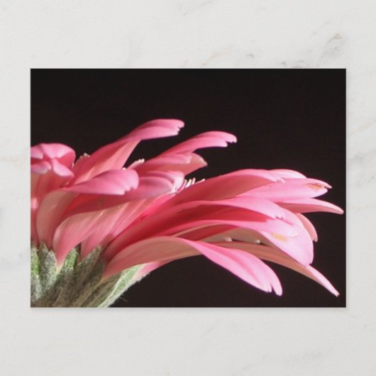 gerbera daisy briefkaart (Voorkant)