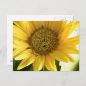 Gerbera Daisy Briefkaart (Voorkant / Achterkant)