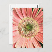Gerbera Daisy Briefkaart (Voorkant / Achterkant)