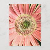 Gerbera Daisy Briefkaart (Voorkant)