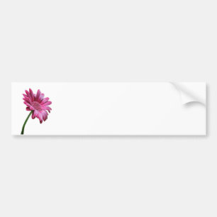 Gerbera Daisy Bumpersticker