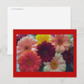 Gerbera Daisy Carte postale de l'art de la fleur (Devant / Derrière)