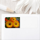 Gerbera Daisy Etiket (Insitu)