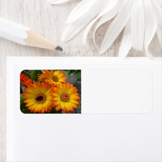 Gerbera Daisy Etiket (Insitu)