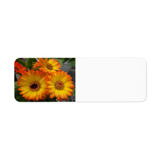 Gerbera Daisy Etiket (Voorkant)