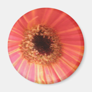 Gerbera Daisy Flower Magnet Magneet