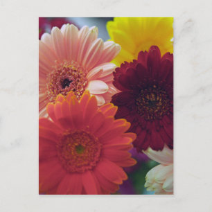 Gerbera Daisy Flower Photo Art Briefkaart