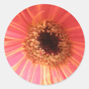 Gerbera Daisy Flower Stickers