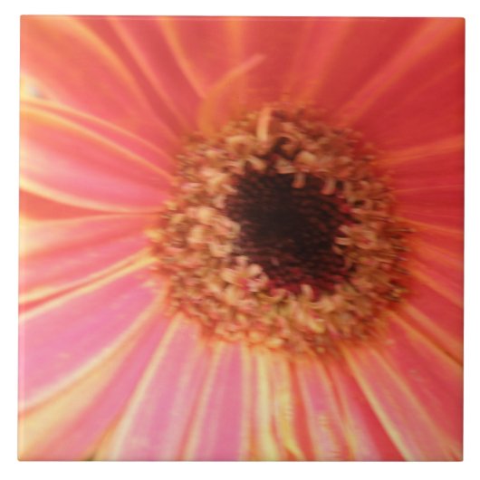 Gerbera Daisy Flower Tile Tegeltje (Voorkant)