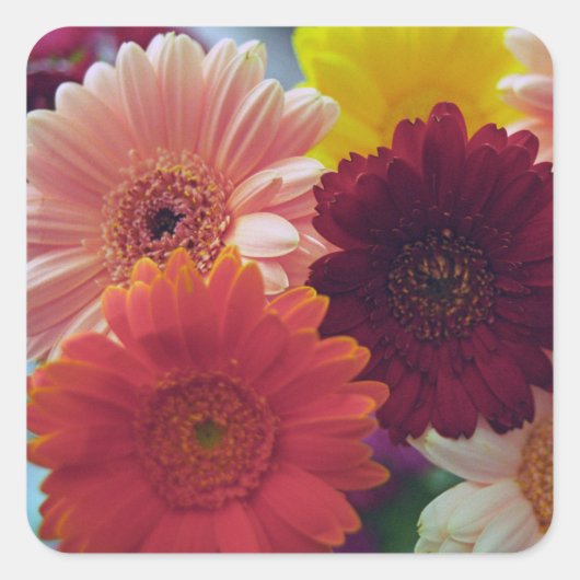 Gerbera Daisy Flowers Art autocollants (Devant)