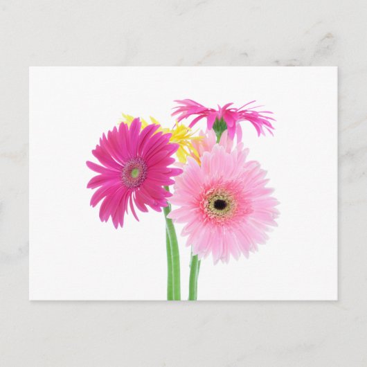 Gerbera Daisy Flowers Briefkaart (Voorkant)