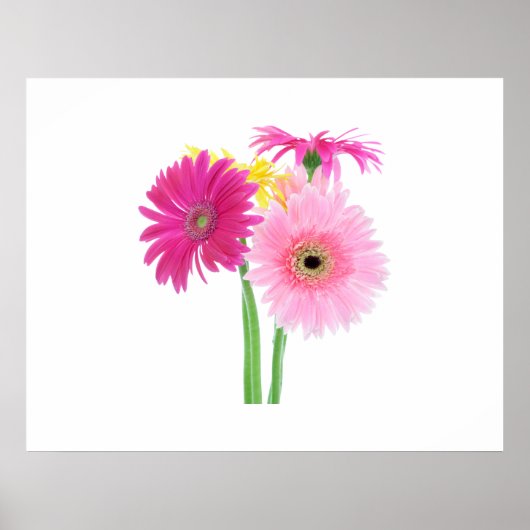 Gerbera Daisy Flowers Poster (Voorkant)