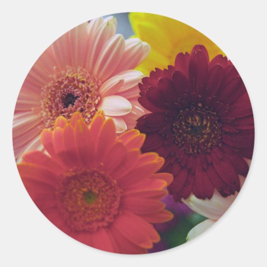 Gerbera Daisy Flowers Stickers Art Décal (Devant)