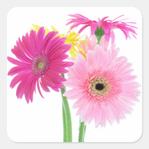 Gerbera Daisy Flowers Vierkante Sticker