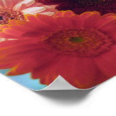 Gerbera Daisy Flowers Wall Art Imprimer Poster (Coin)