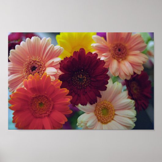 Gerbera Daisy Flowers Wall Art Poster (Voorkant)