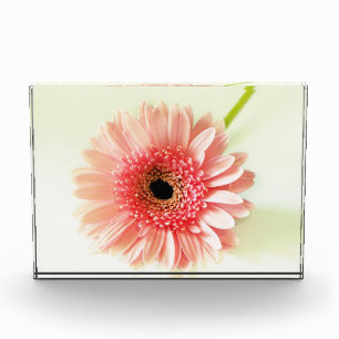 Gerbera Daisy Fotoblokken