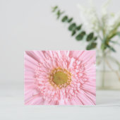 Gerbera Daisy Gros plan Photo Carte Postale (Debout devant)