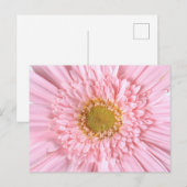 Gerbera Daisy Gros plan Photo Carte Postale (Devant / Derrière)