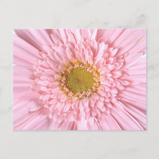 Gerbera Daisy Gros plan Photo Carte Postale (Devant)