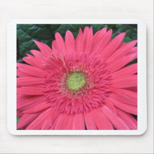 Gerbera Daisy Muismat